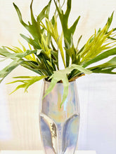 Load image into Gallery viewer, Staghorn Sidney
