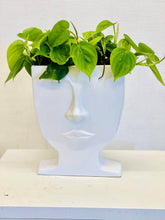 Load image into Gallery viewer, White face William