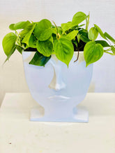 Load image into Gallery viewer, White face William