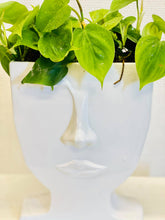 Load image into Gallery viewer, White face William