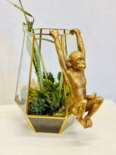 Load image into Gallery viewer, Terrarium Tom