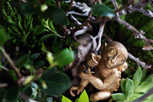 Load image into Gallery viewer, Funky Monkey Bottle Garden