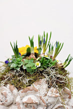 Load image into Gallery viewer, Spring Samson