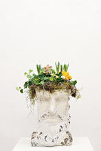 Load image into Gallery viewer, Spring Steve