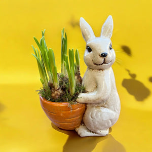 Daffodil Rabbit - Weekly Special