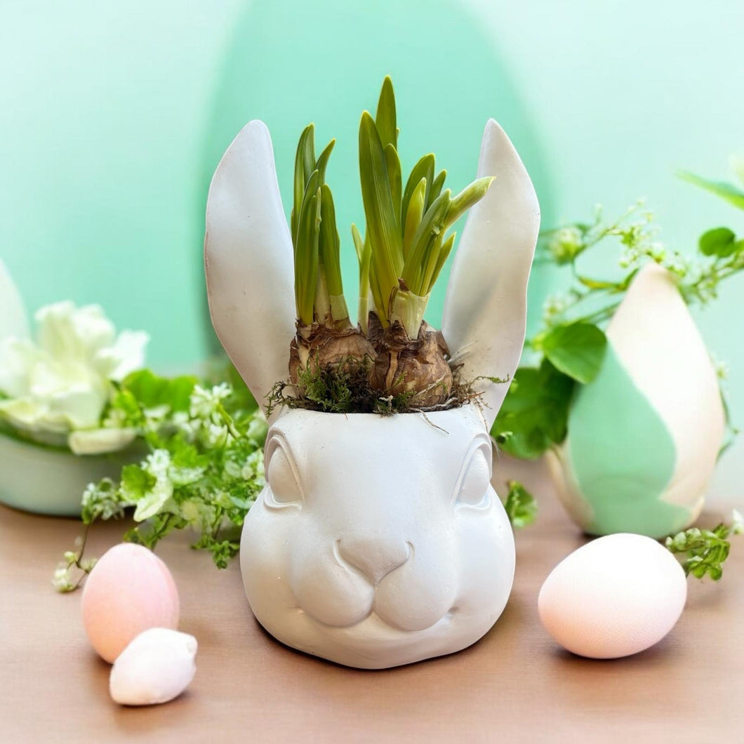 White Head Bunny - Weekly Special