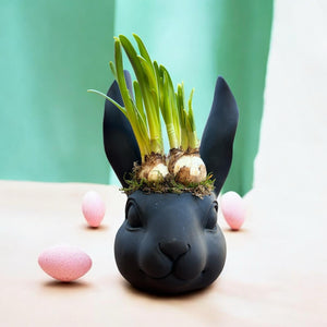 Black Head Bunny - Weekly Special