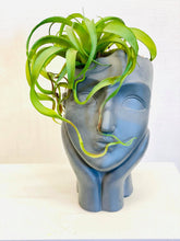 Load image into Gallery viewer, Air Plant Annie
