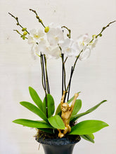 Load image into Gallery viewer, Orchid Monkey Urn
