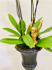 Orchid Monkey Urn