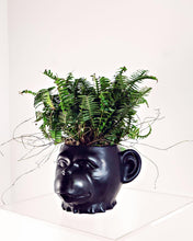 Load image into Gallery viewer, Fern Chimp
