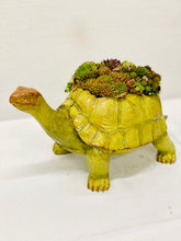 Load image into Gallery viewer, Tortoise Time
