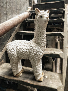 Llama in White