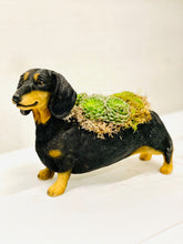 Load image into Gallery viewer, Deirdre Dachshund
