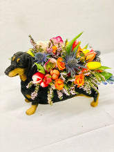 Load image into Gallery viewer, Donna the Dachshund
